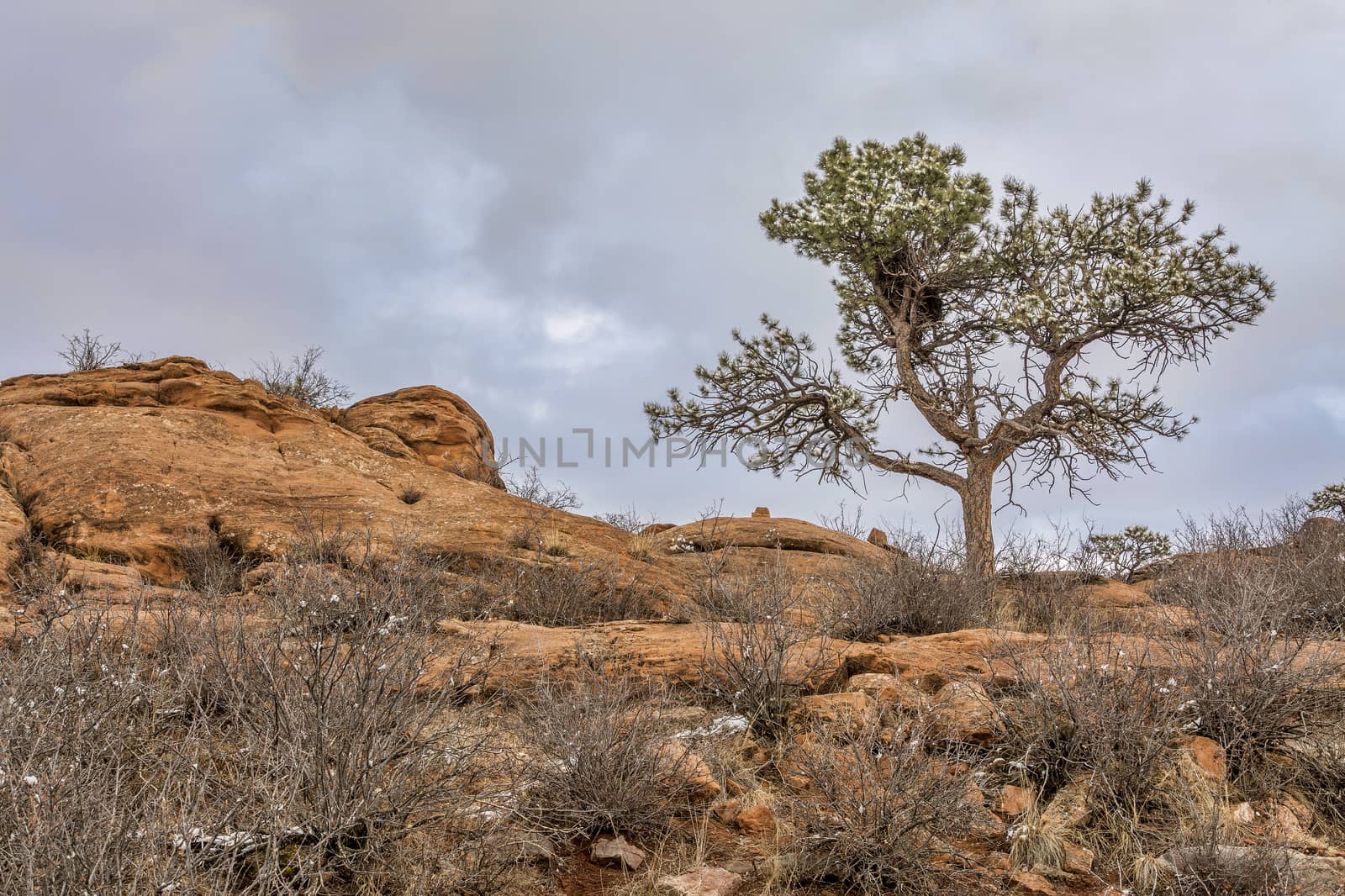 pine tree with magpie nest  on sandstone cliff, Lory State Park near Fort Collins, Colorado, winter scenery