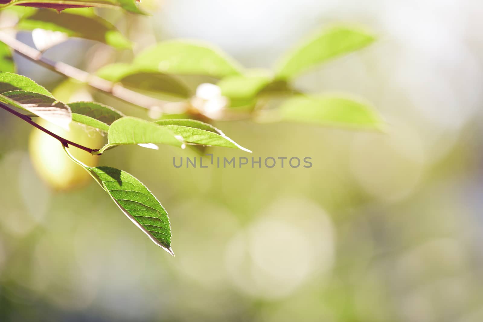 Green leaf under the sunlight. Horizontal photo