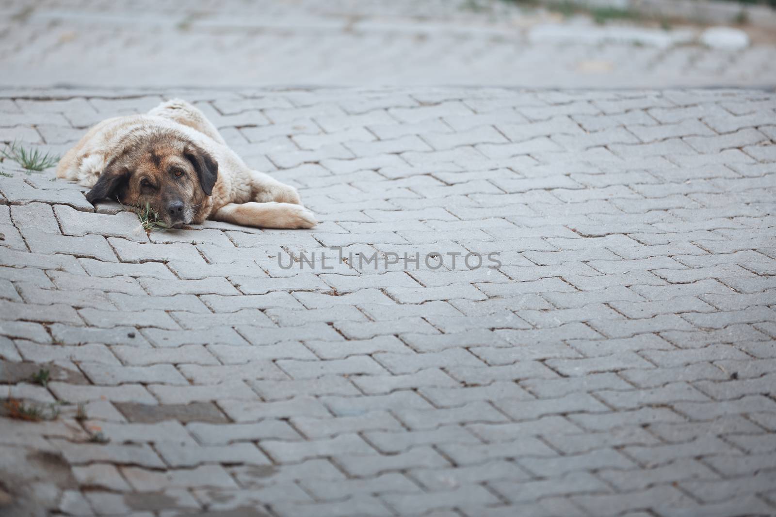 Undomesticated dog laying in Cappadocia, Turkey. Horizontal photo