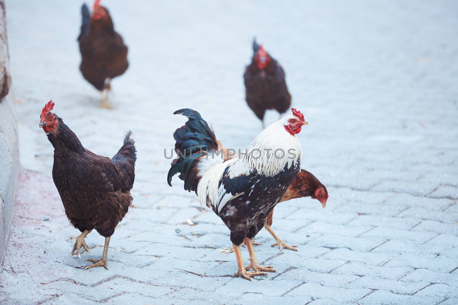 Roosters in the street. Cappadocia, Turkey