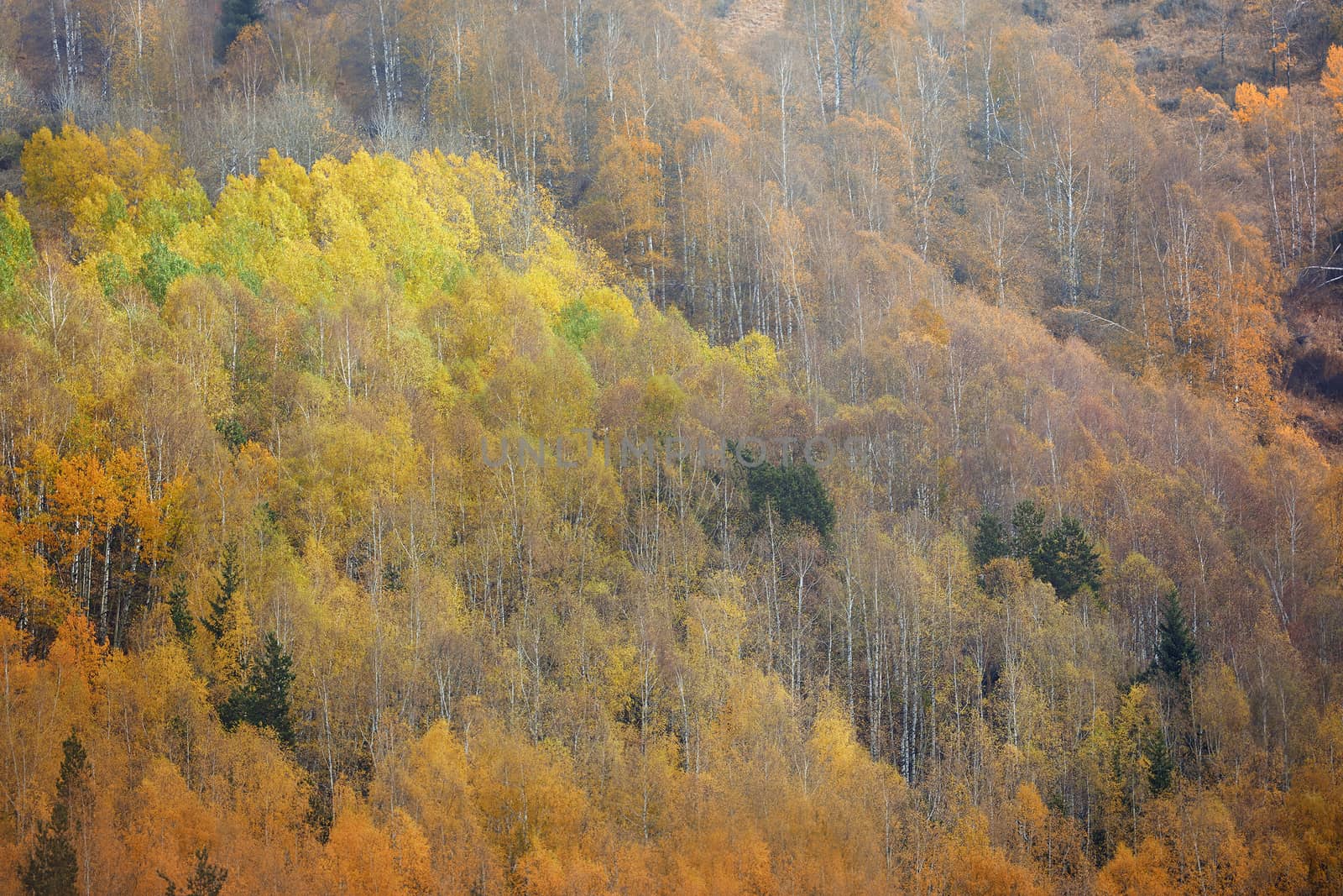 Autumn forest in mountains. Kazakhstan. Almaty
