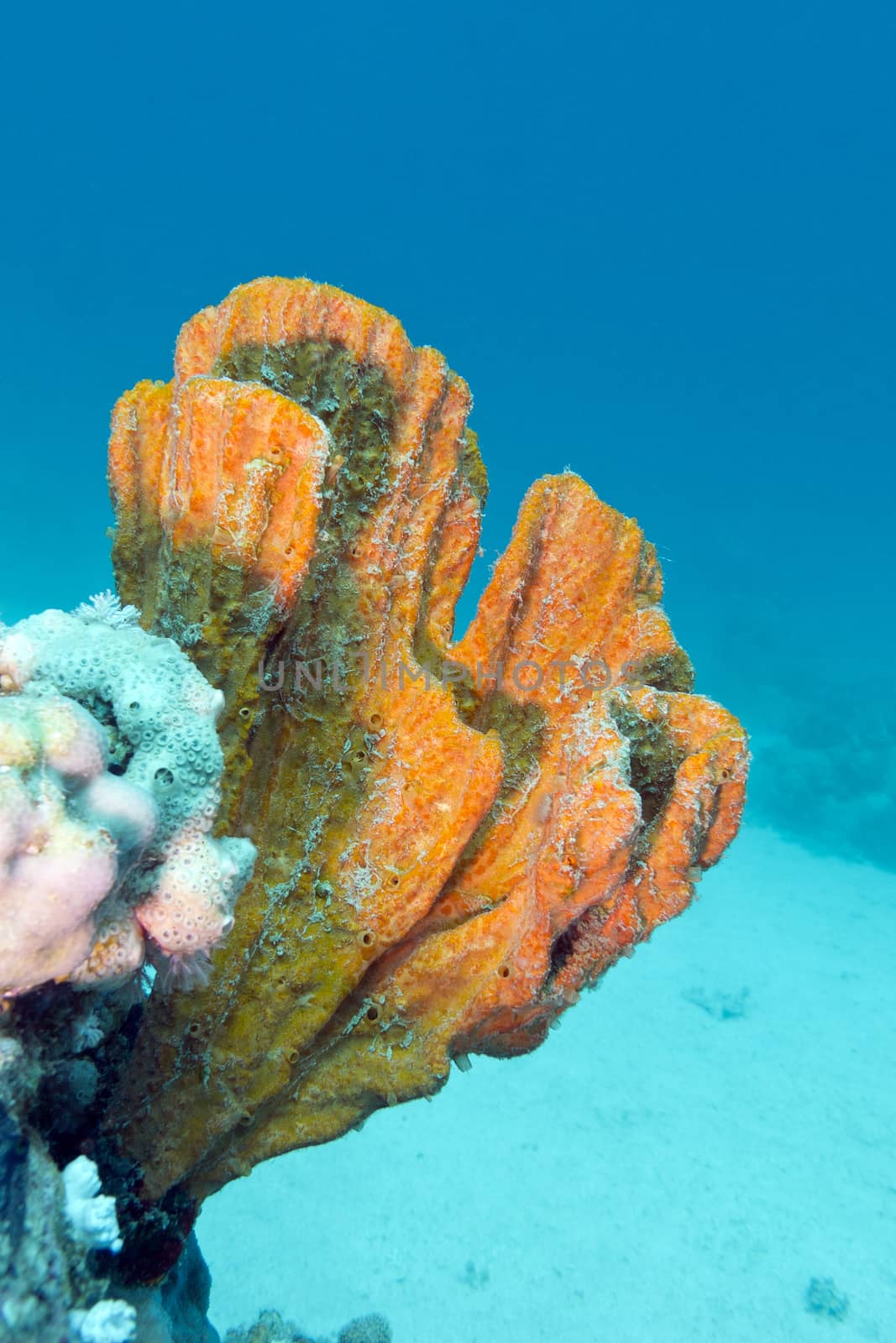 coral reef with beautiful great orange sponge in tropical sea by mychadre77