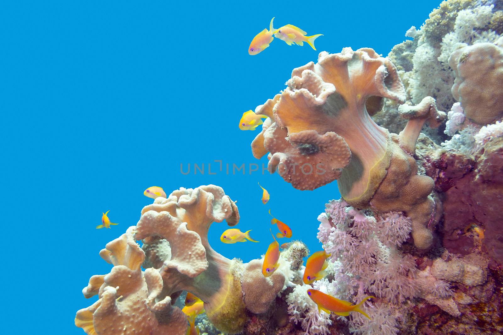 coral reef with soft corals and exotic fishes athias in tropical by mychadre77