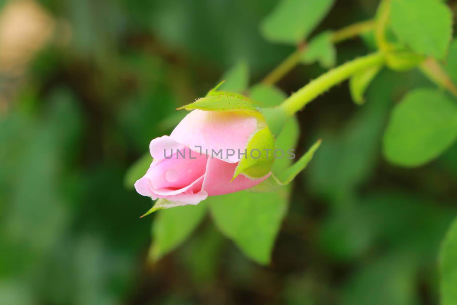 The furl pink rose which have drops on the petal.