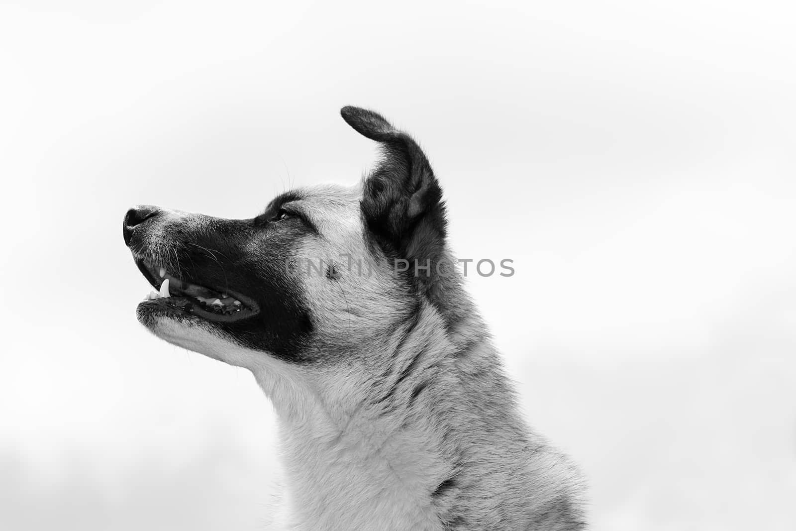 Nice black and white picture of a dog profile face