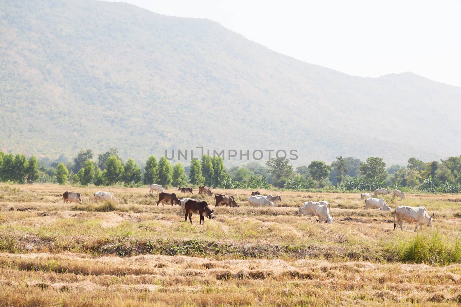 Cattle feeding grass by a454