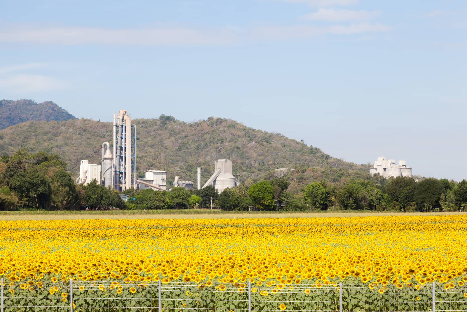 Factory means a field of sunflower. Plants located near agricultural areas of Sunflower.