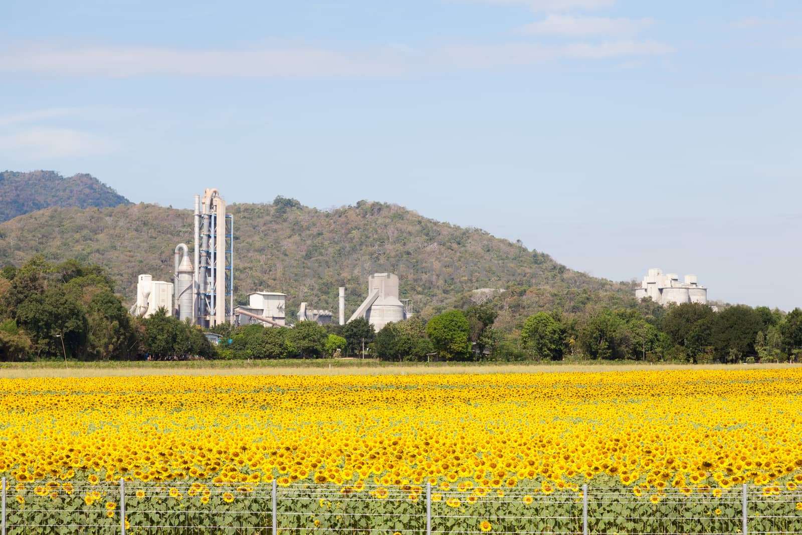 Factory means a field of sunflower. by a454