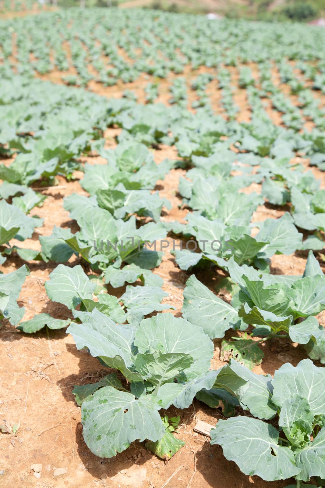 Agricultural land planted with cabbage. On a mountain with a lot of people planting cabbage.