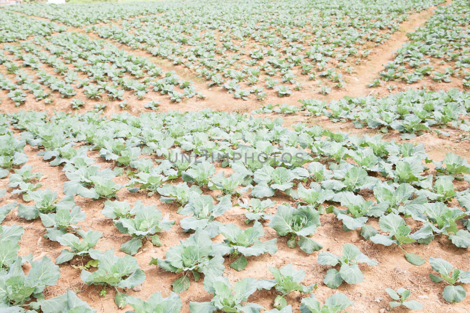 Agricultural land planted with cabbage. On a mountain with a lot of people planting cabbage.