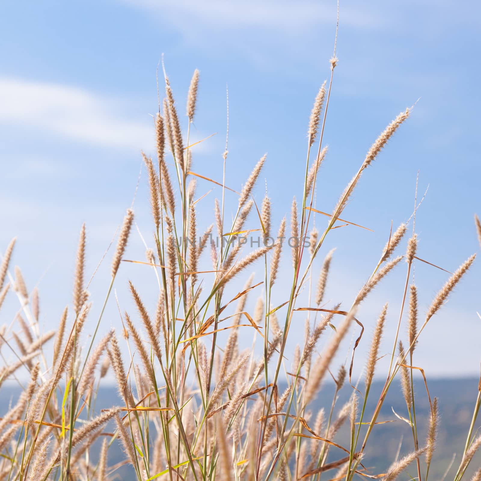 Flower of grass. Behind a clear sunny sky.