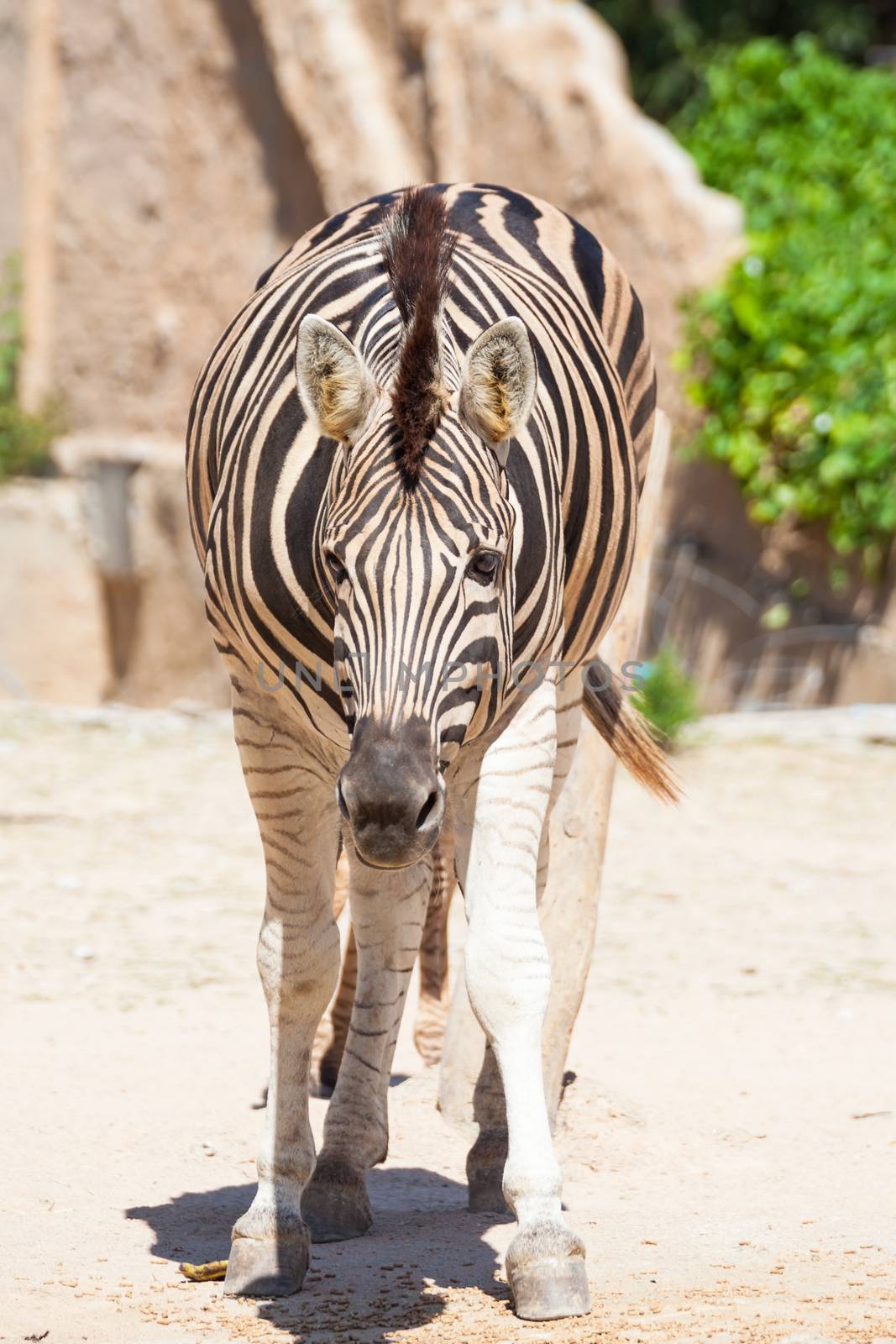 Common Zebra, science names "Equus burchellii", stand on sand gr by FrameAngel