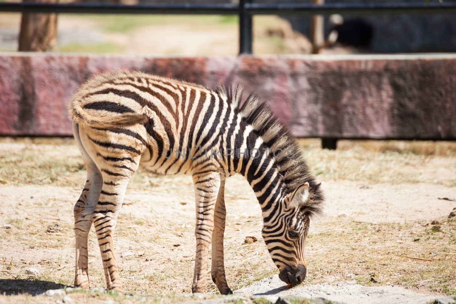 Common Zebra, science names "Equus burchellii", baby stand on sa by FrameAngel