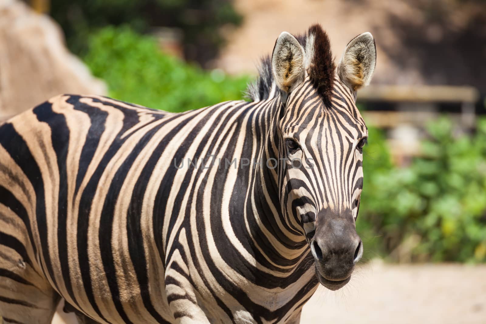 Common Zebra, science names "Equus burchellii", stand on sand ground