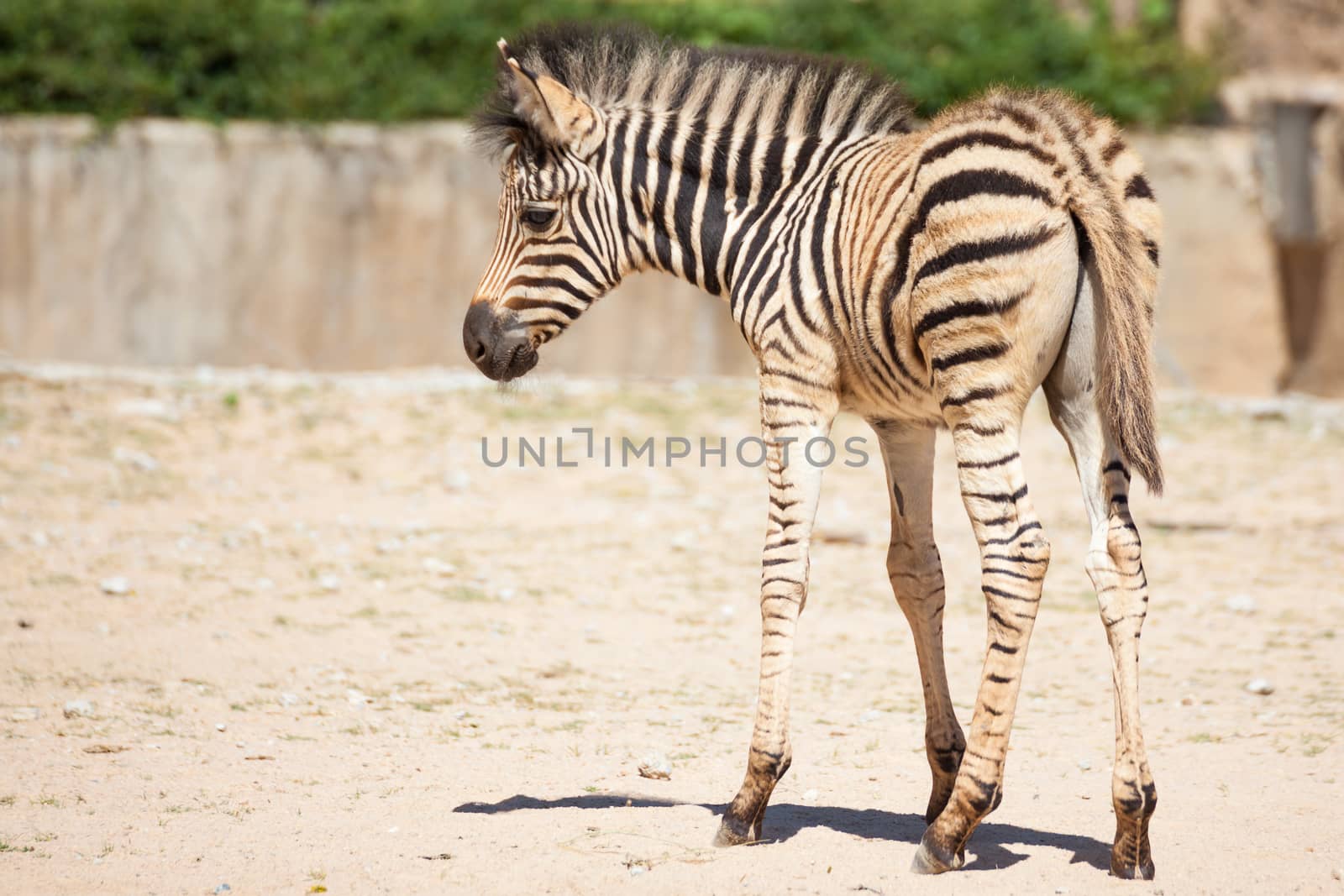 Common Zebra, science names "Equus burchellii", baby stand on sand ground