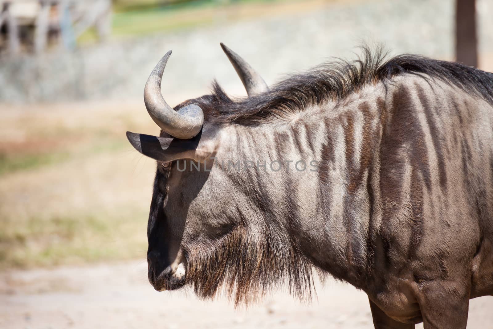 Wildebeest standing on the ground, closeup by FrameAngel