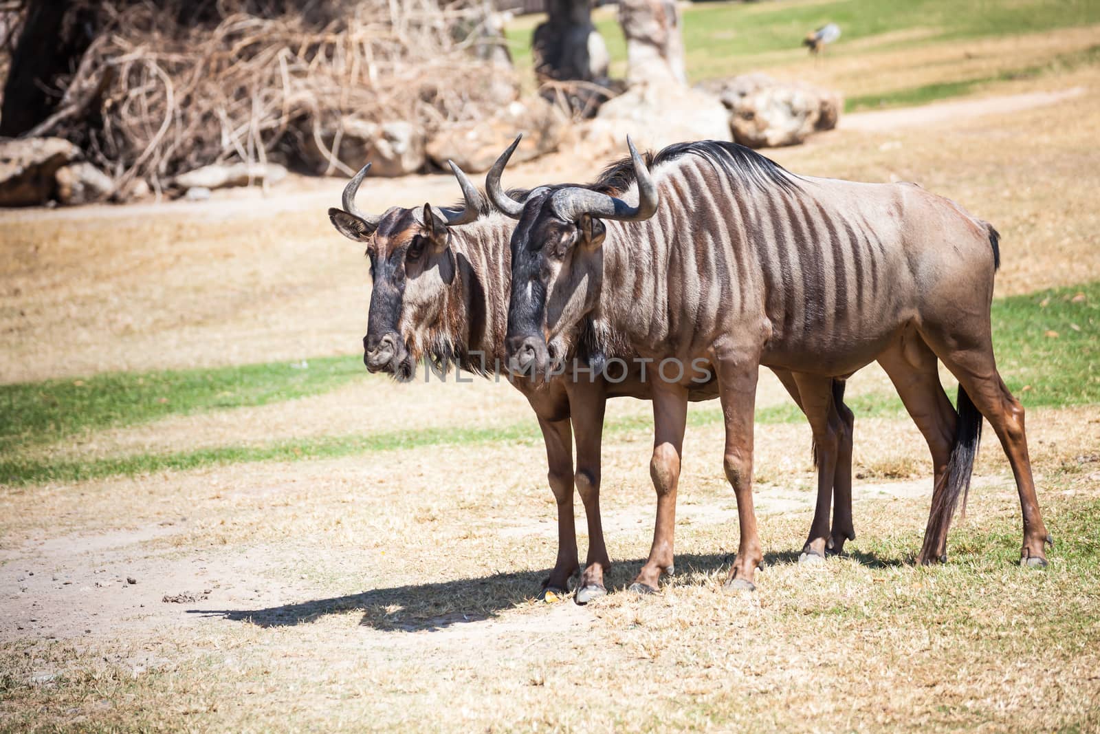 Couple of Wildebeest standing on the ground by FrameAngel