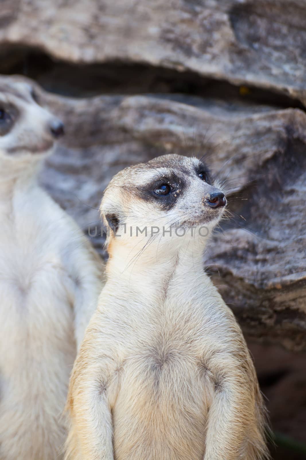 alert meerkat (Suricata suricatta) groups standing by FrameAngel
