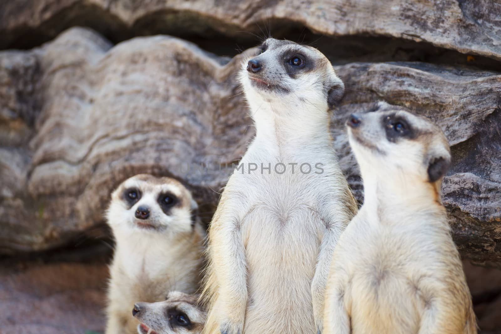 alert meerkat (Suricata suricatta) standing and looking around f by FrameAngel