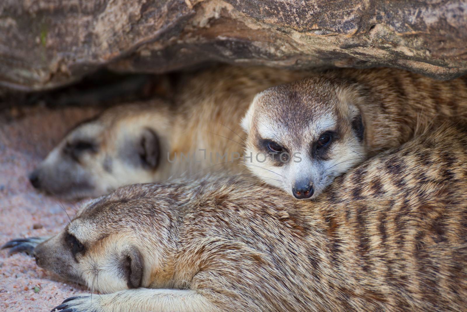 group of meerkat (Suricata suricatta) sleeping under the timber hole