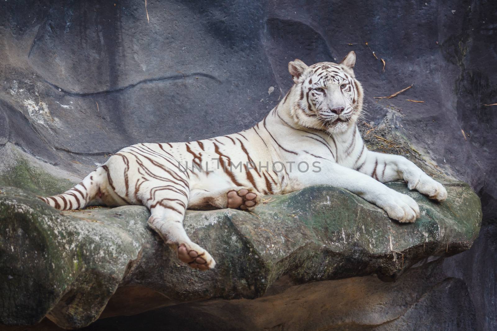 White bengal tiger, lying, relax, and watching on cliff by FrameAngel