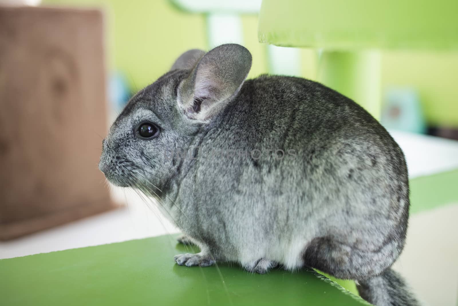 Chinchilla grey color, sitting in chair