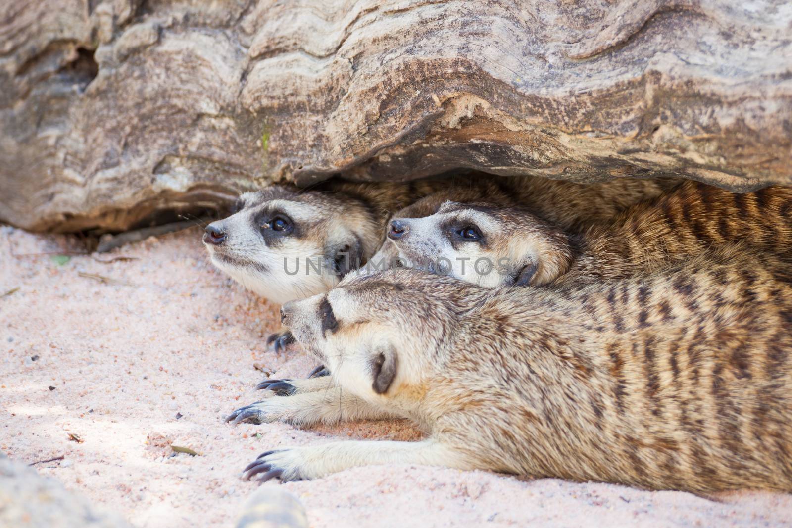 group of meerkat (Suricata suricatta) sleeping under the timber  by FrameAngel