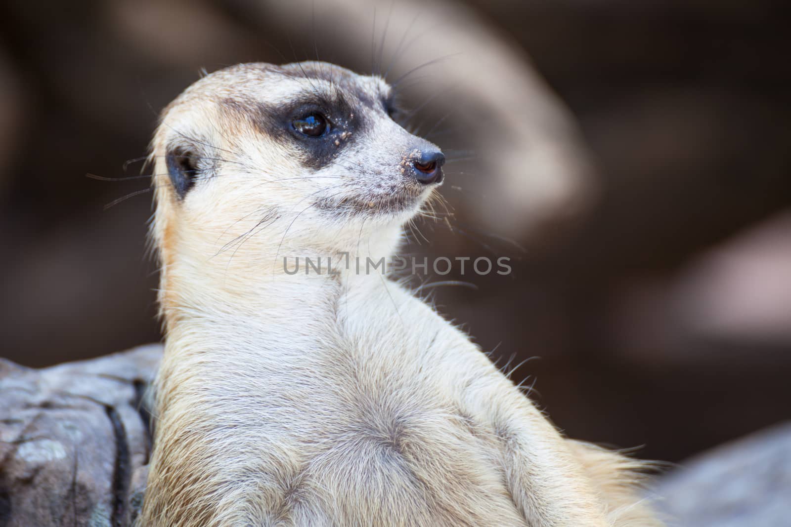 alert meerkat (Suricata suricatta) sitting and relax on tree as guard, closeup