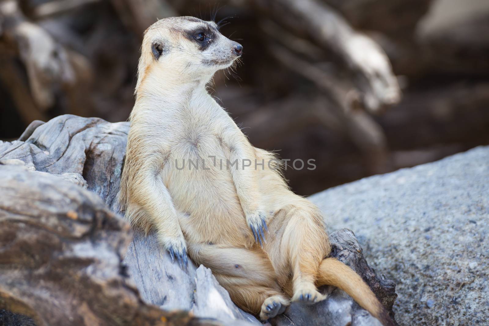 alert meerkat (Suricata suricatta) sitting and relax on tree as  by FrameAngel