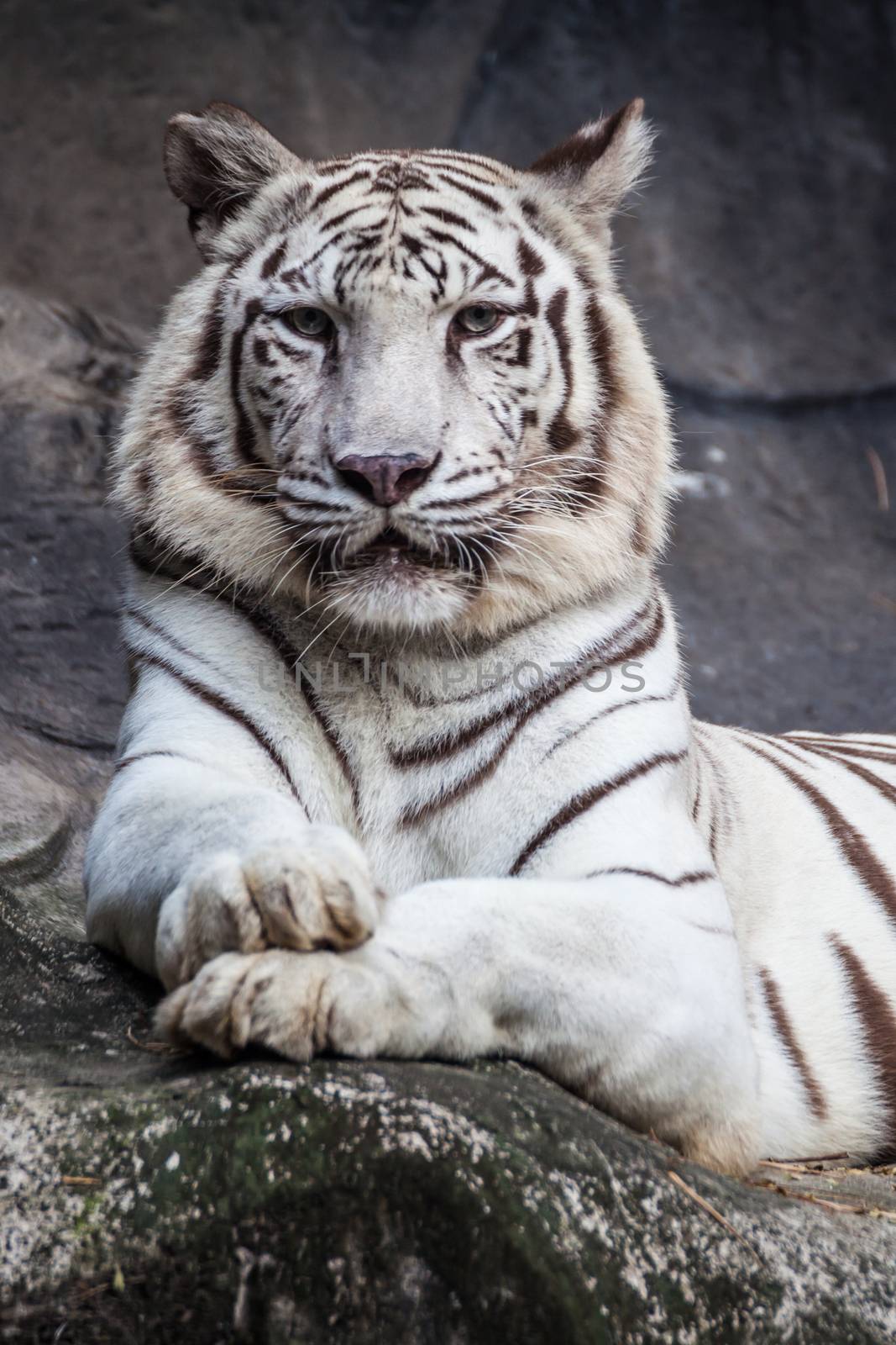 White bengal tiger, lying, relax, and watching on cliff by FrameAngel