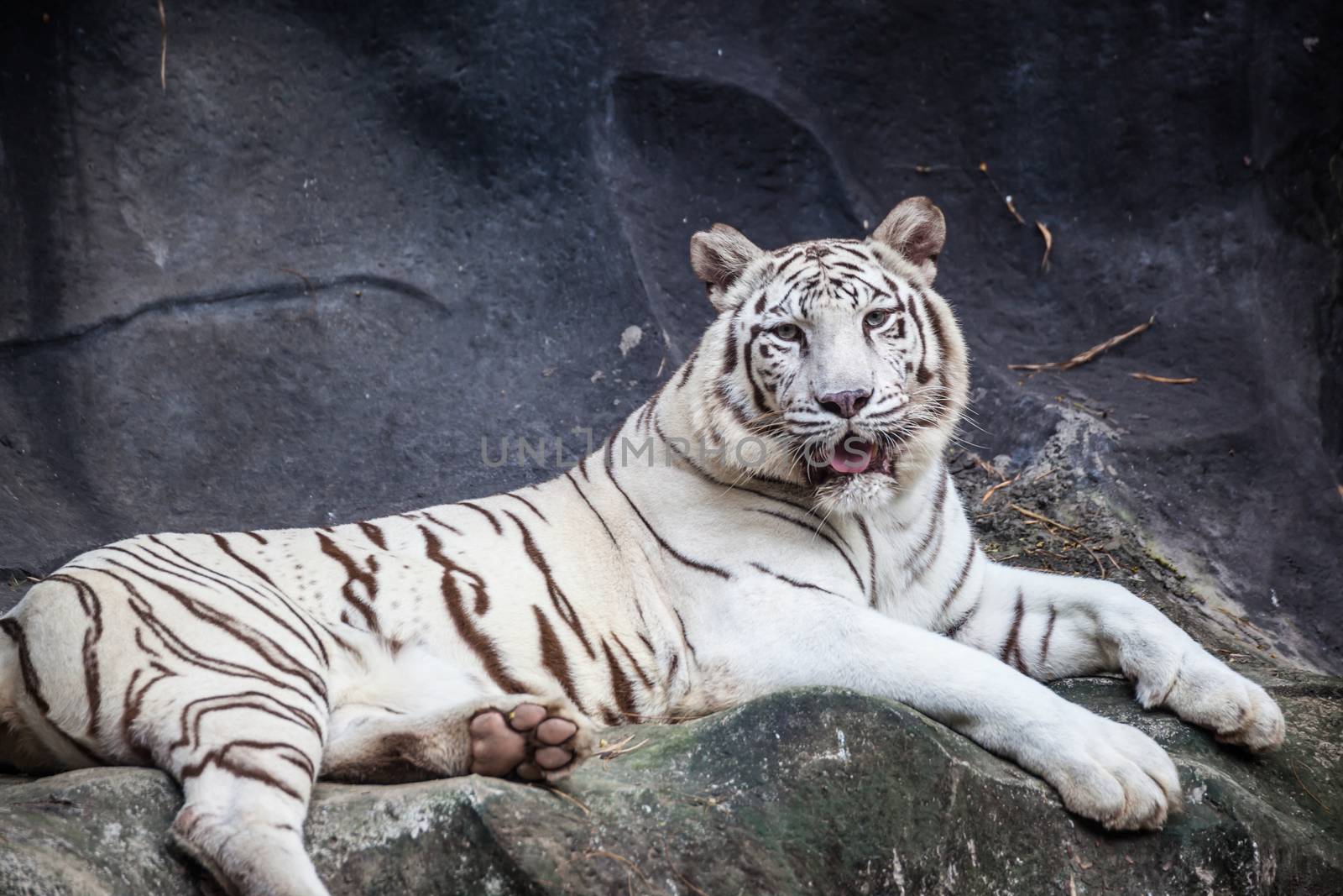 White bengal tiger, lying, relax, and watching on cliff