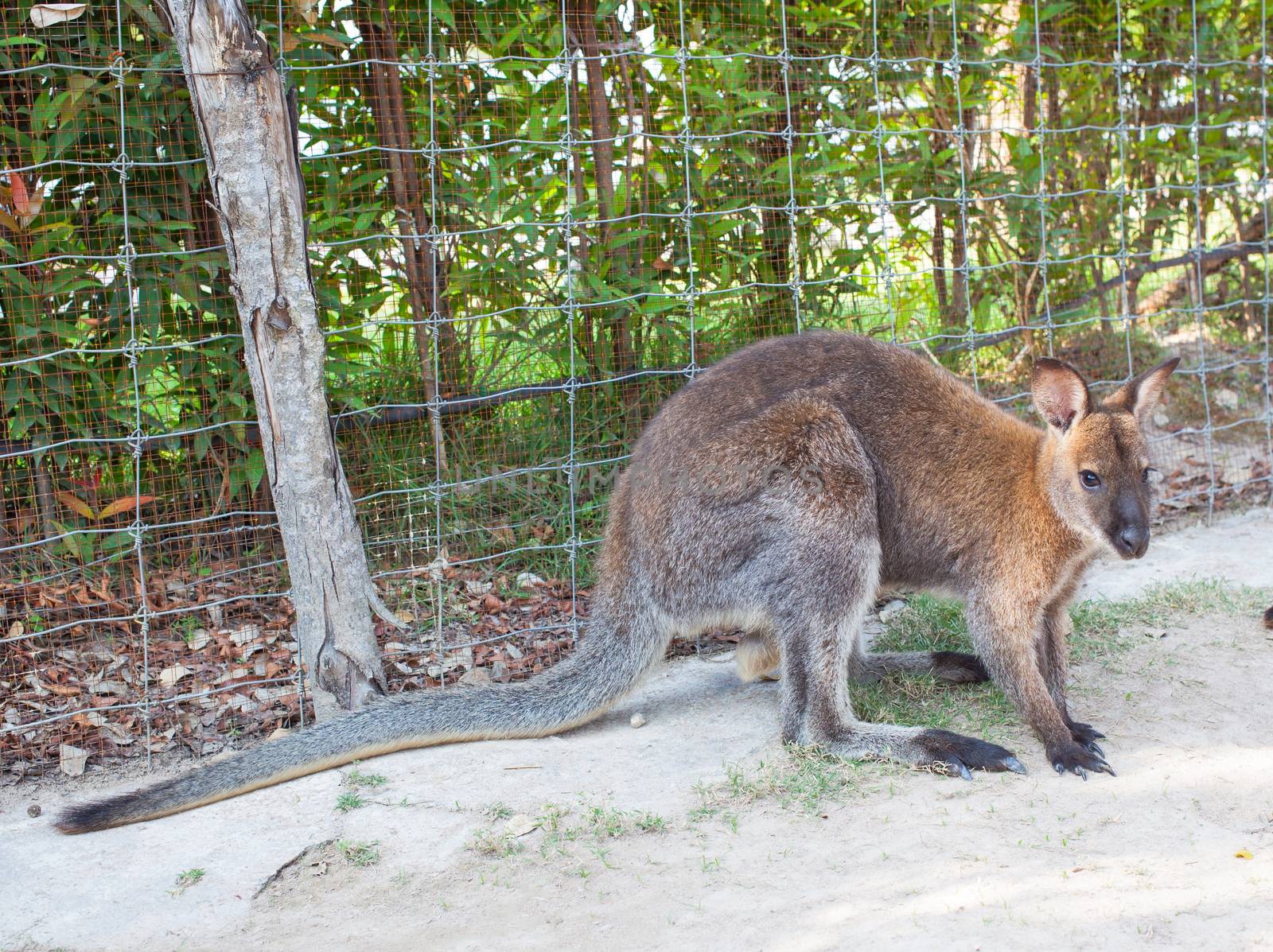 wallaby, small kangaroo