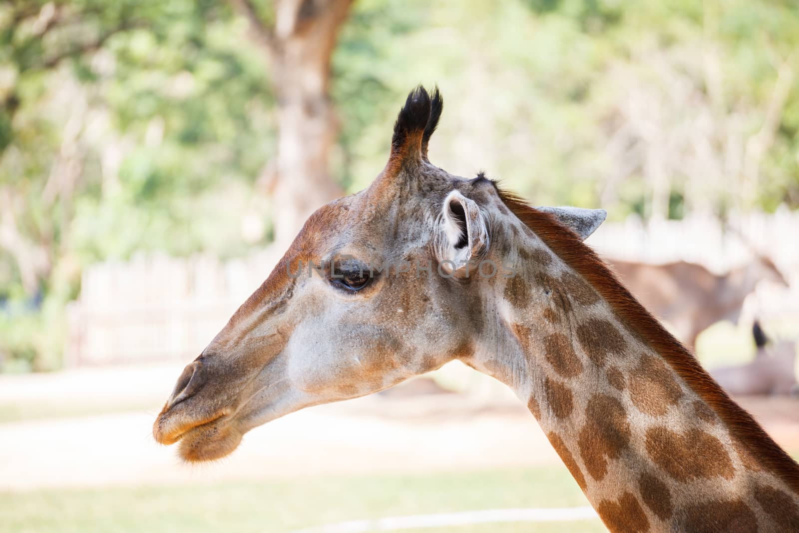 Giraffe, "Giraffa camelopardalis" close up head by FrameAngel