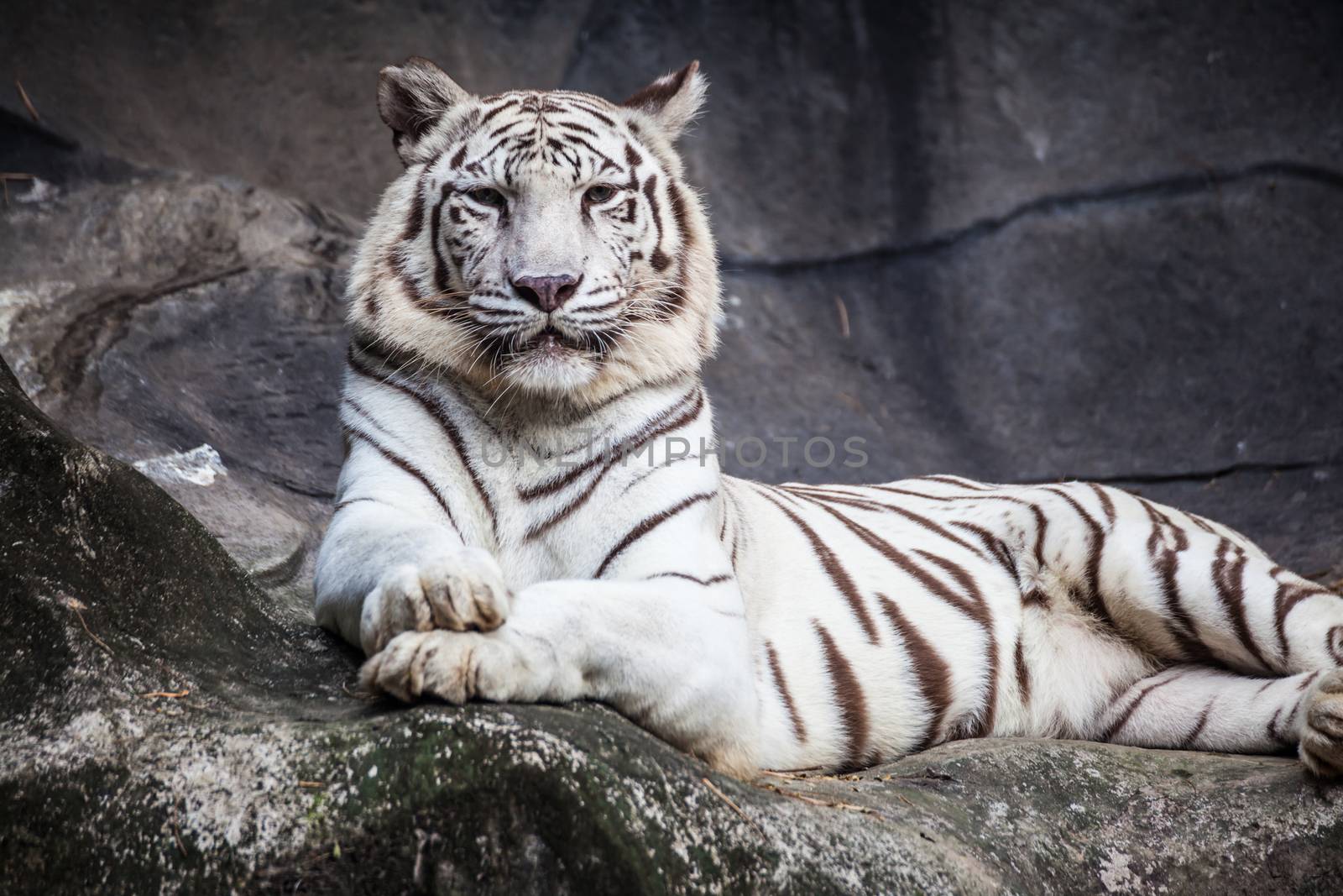 White bengal tiger, lying, relax, and watching on cliff by FrameAngel