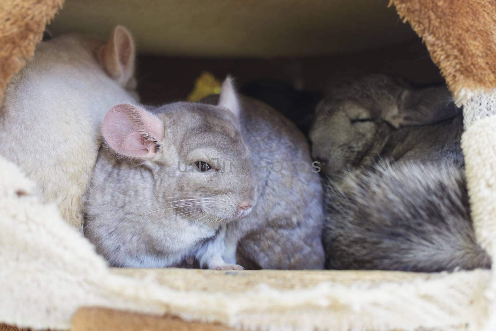 Chinchilla groups sleeping in hole
 by FrameAngel