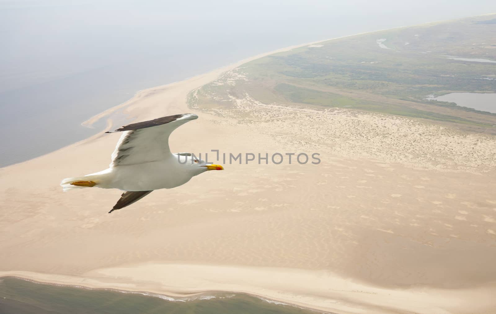 Aerial view of seagull flying above beach in The Netherlands