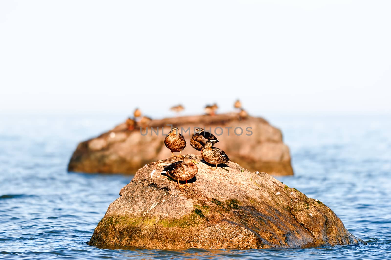 Duck resting on a sea boulders