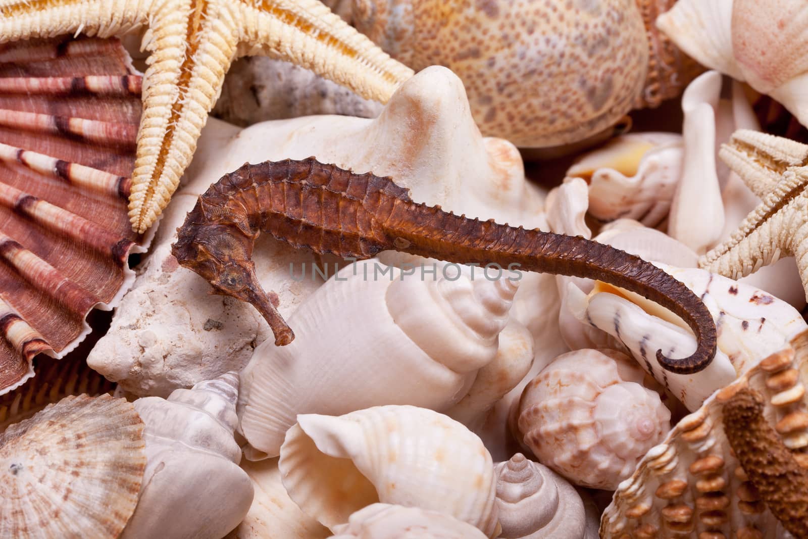 background of  various seashells, starfish and seahorse 