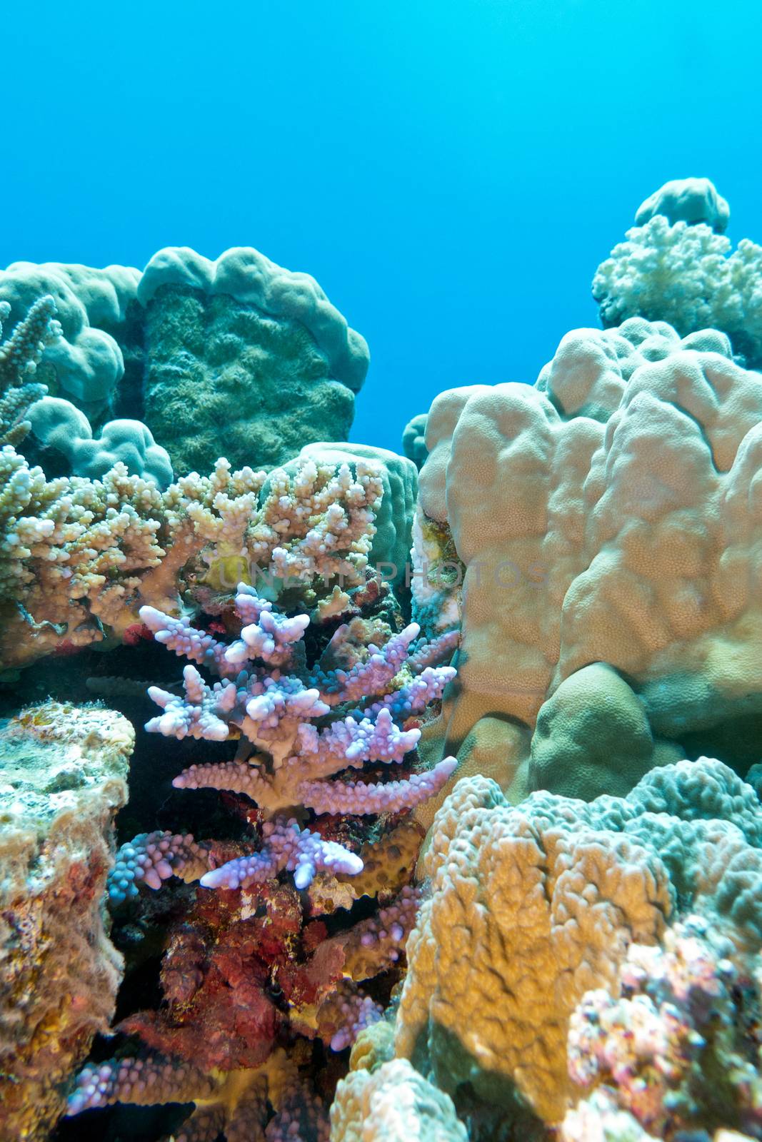 coral reef with hard coral violet acropora at the bottom of tropical sea