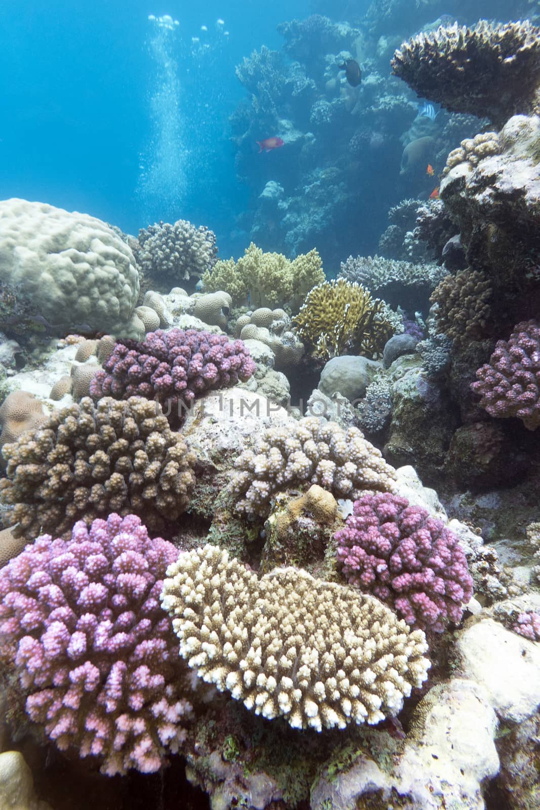 colorful coral reef with hard violet corals on the bottom of tropical  sea
