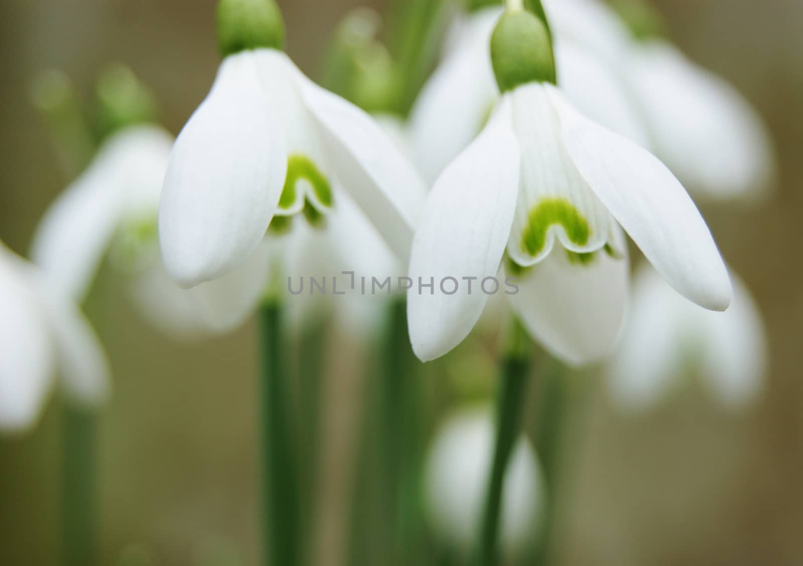 A close-up image of white Snowdrop flowers.