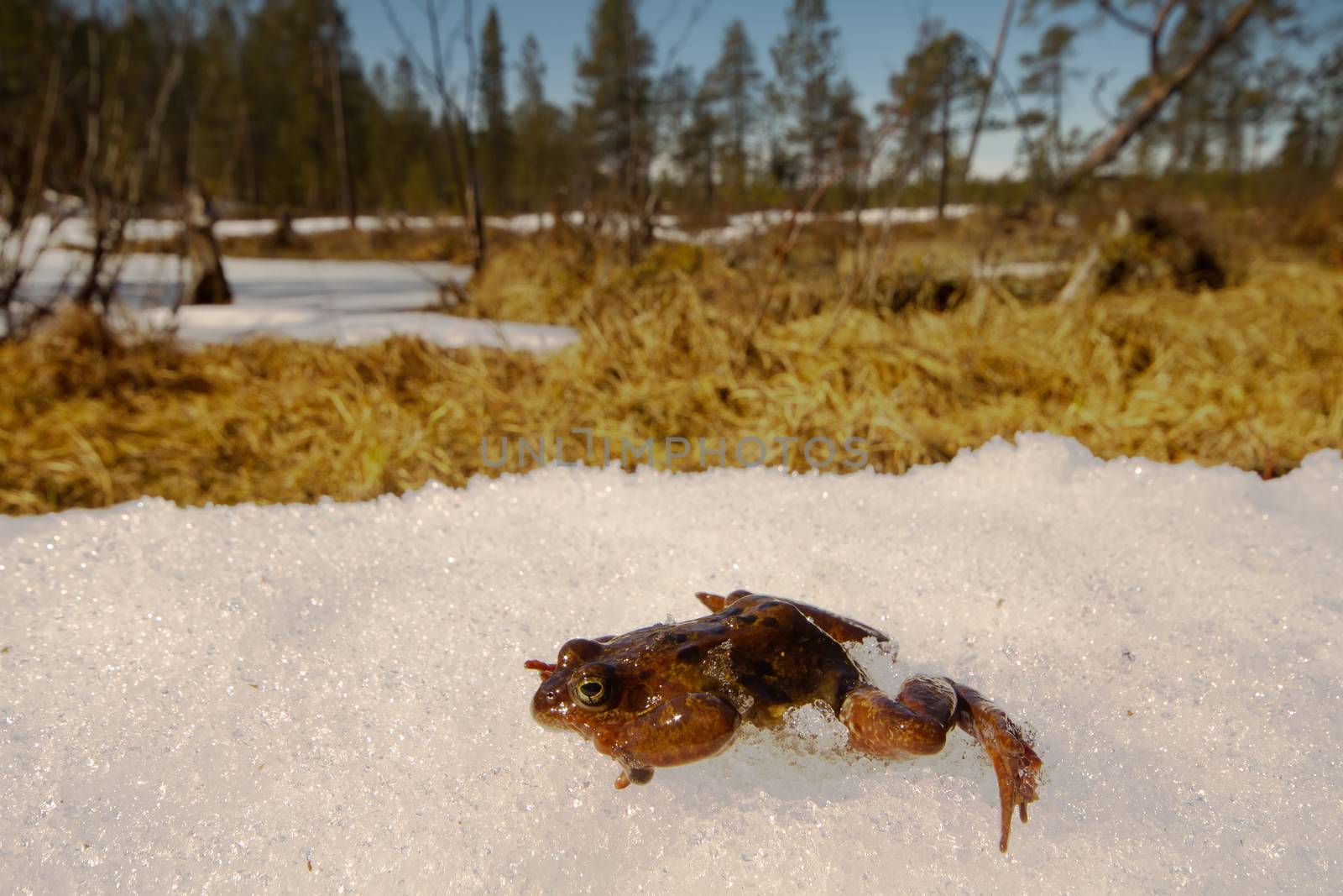 Only just woke up frog migrates through  snow in a reservoir.  closeup, low camera position.