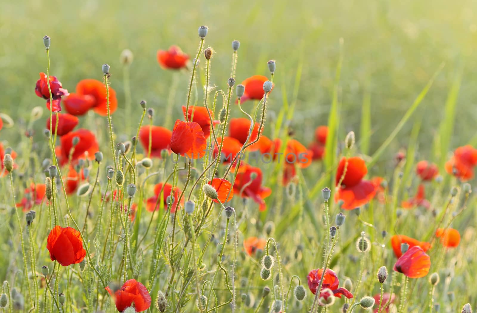 red poppy field at the sunset