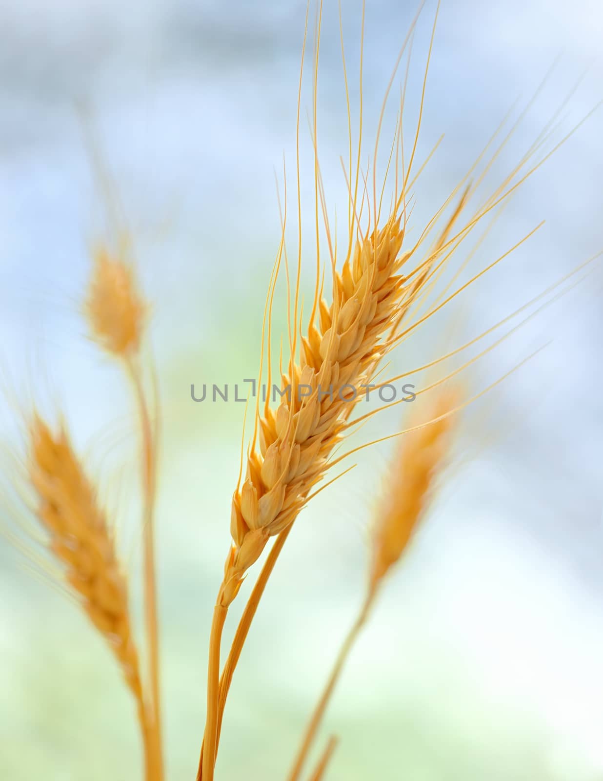 Yellow grain ready for harvest