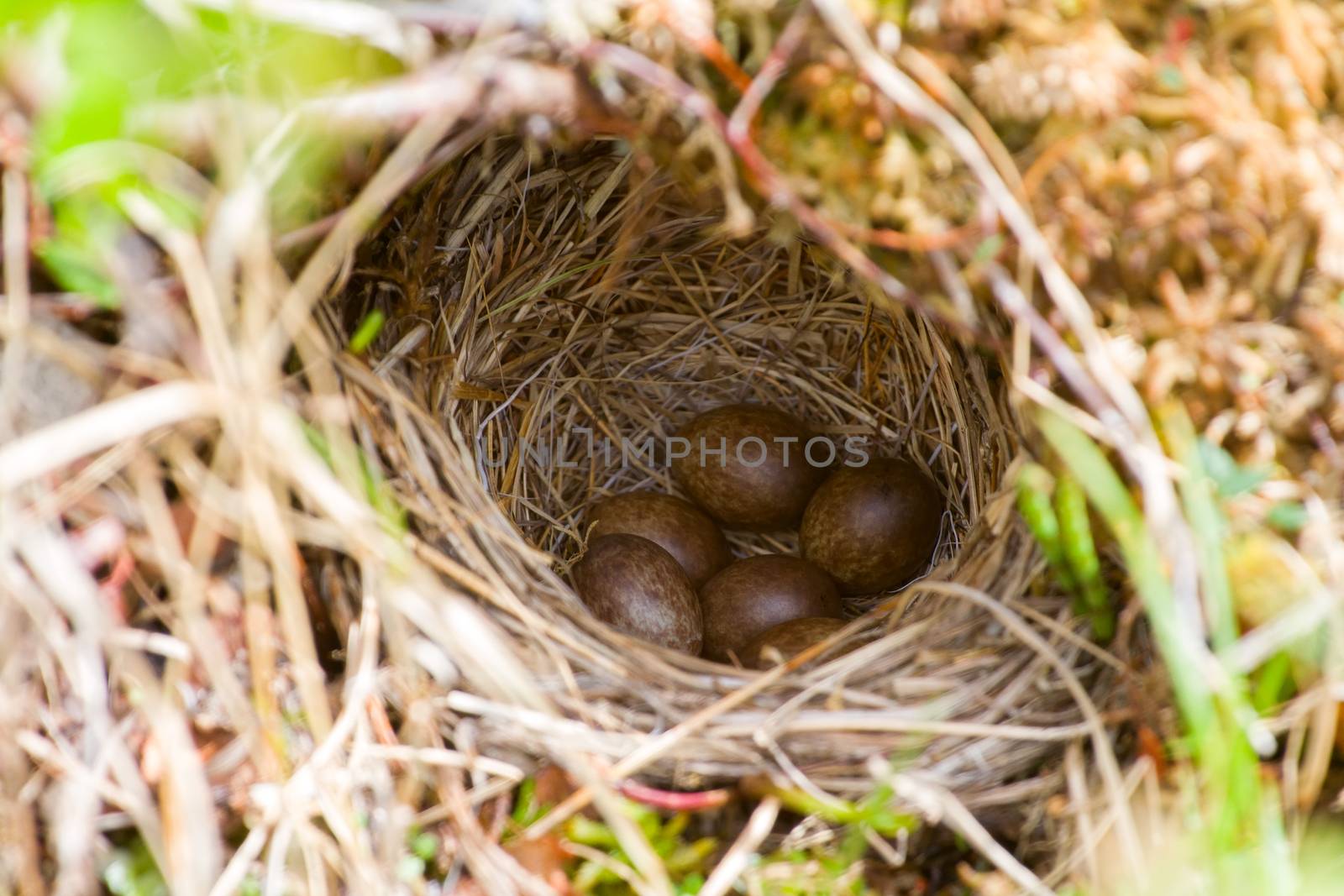 small nest with eggs, woven from grass in  tundra.  Closeup