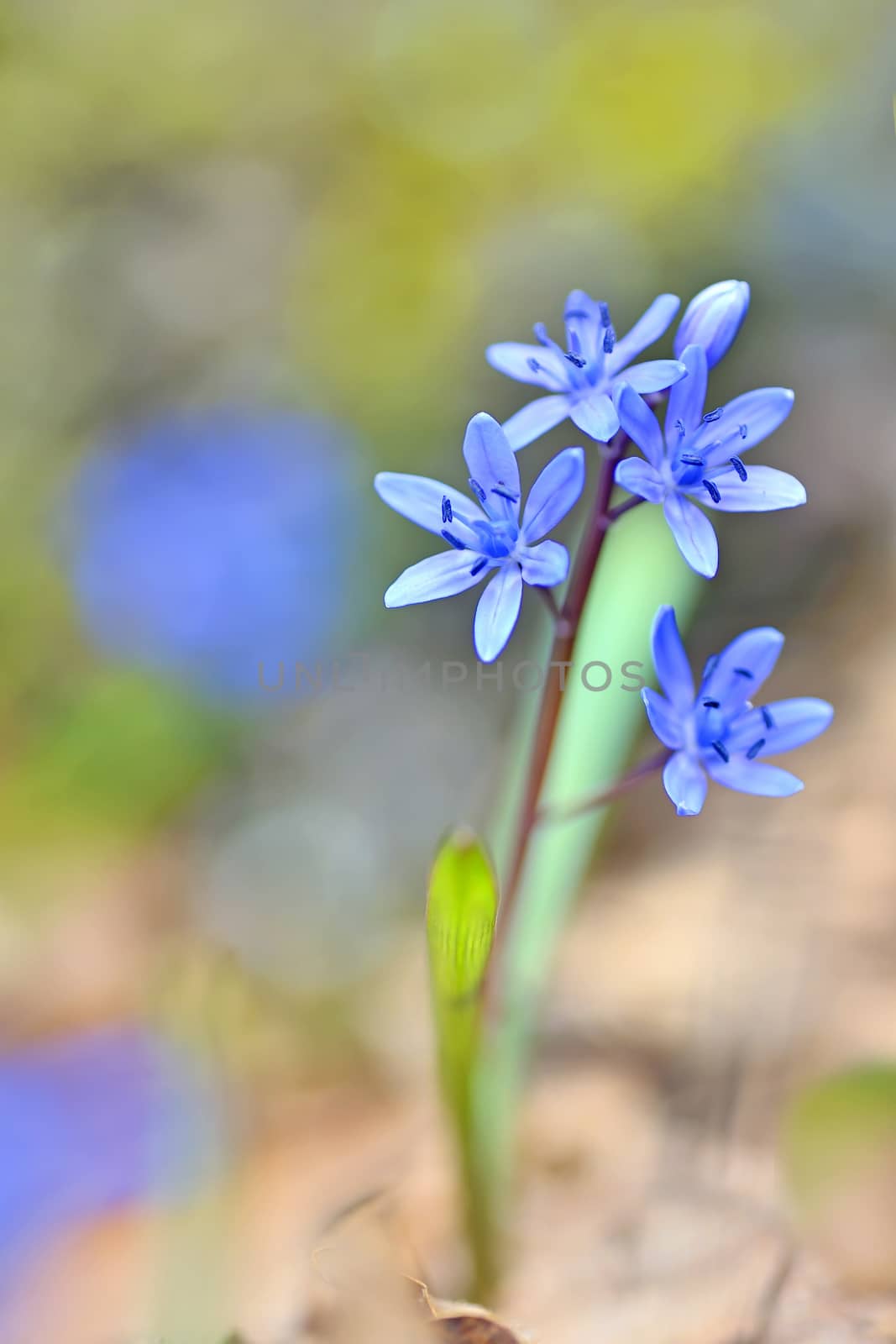 violets flowers blooming on field

