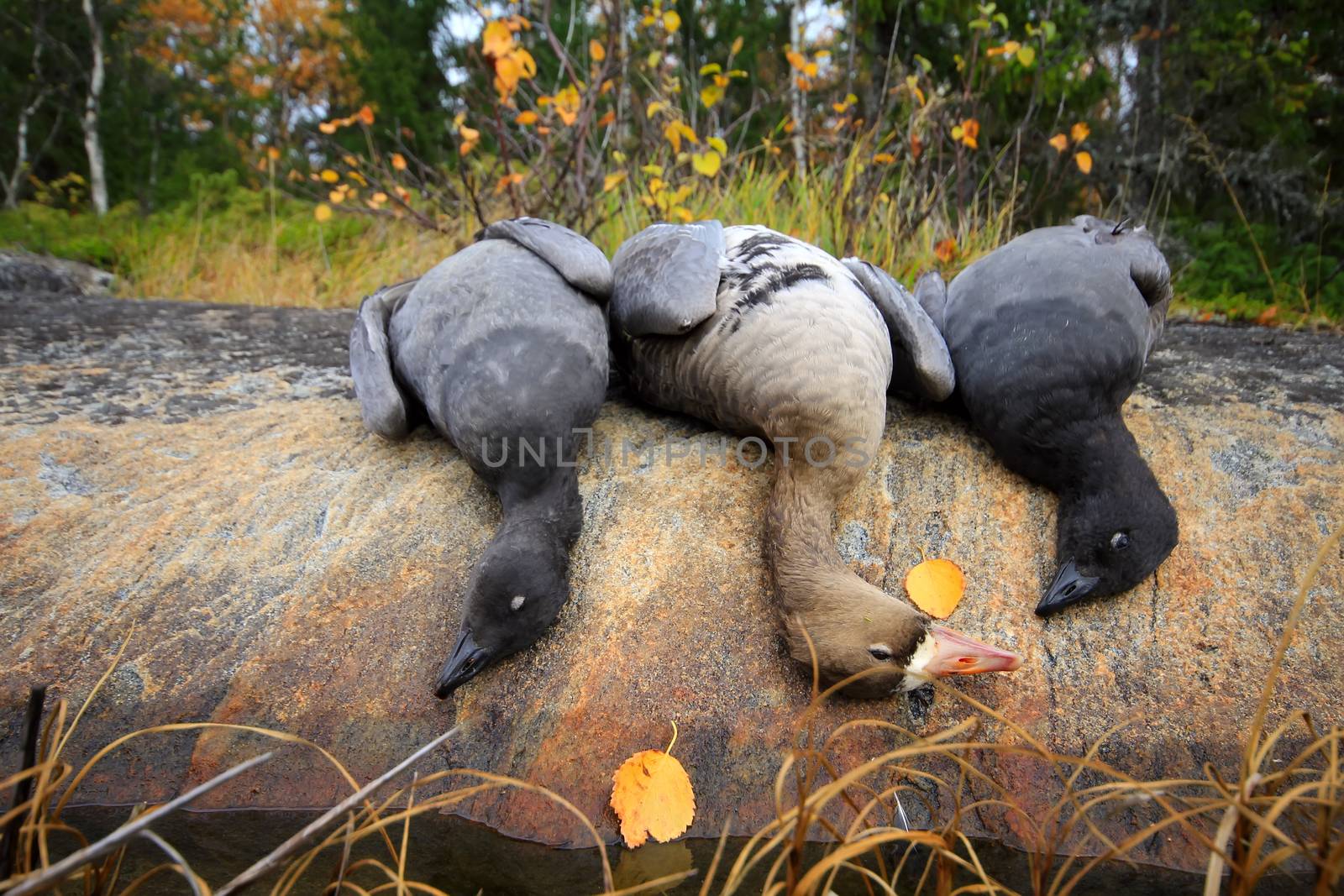 Trophies Northern hunting geese by max51288