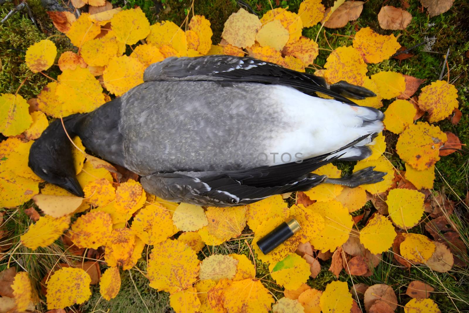 trophy hunter goose lying on  carpet of yellow leaves. Defoliation.