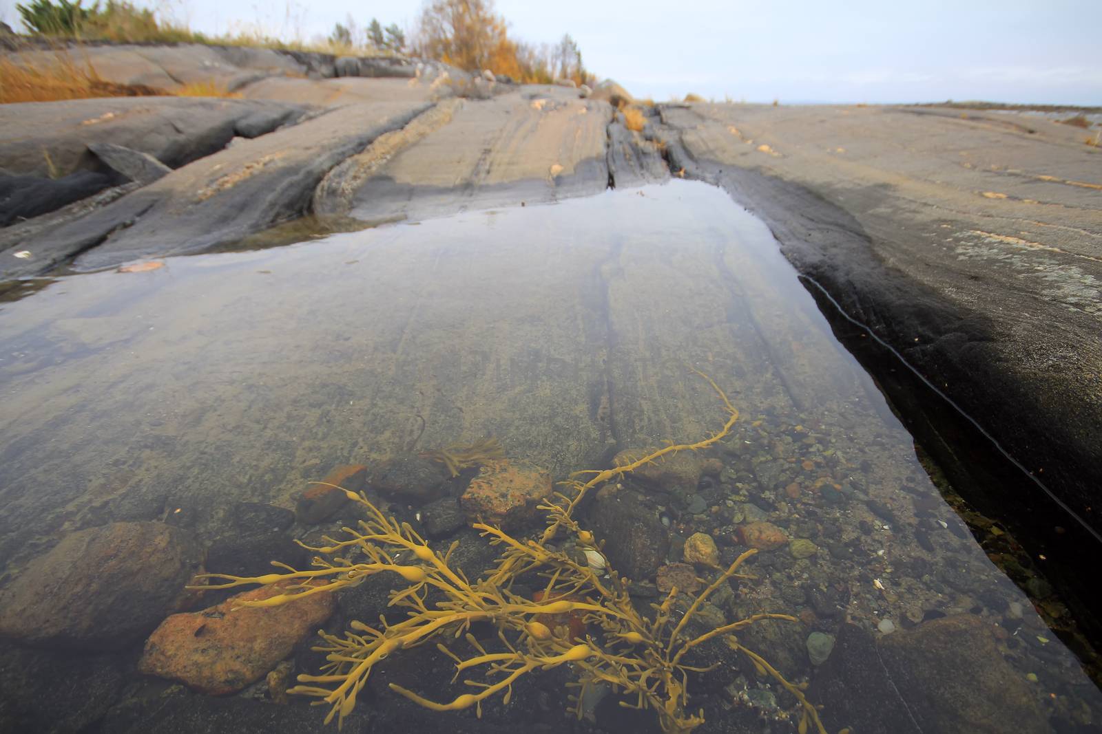 Intertidal bath formed of  sea ebb In  water are yellow algae.