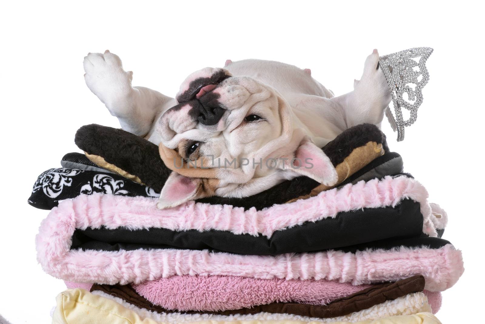 spoiled dog laying on a pile of soft dog beds isolated on white background - english bulldog